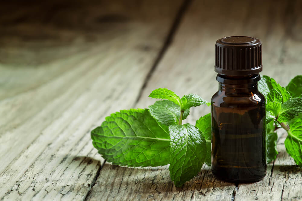 Why you need more peppermint oil in your life! - Peppermint Wellness Coaching